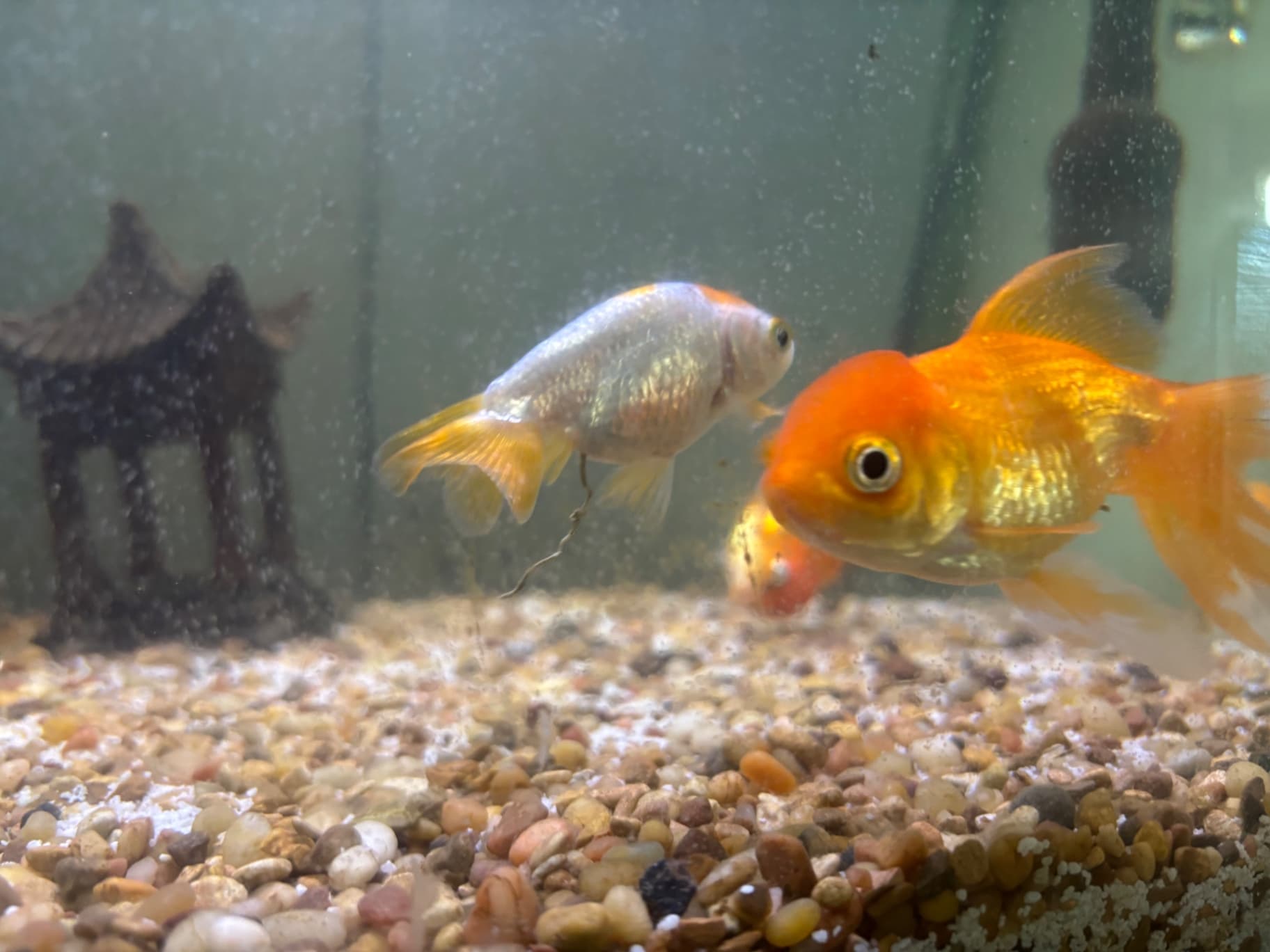 Kams Tank