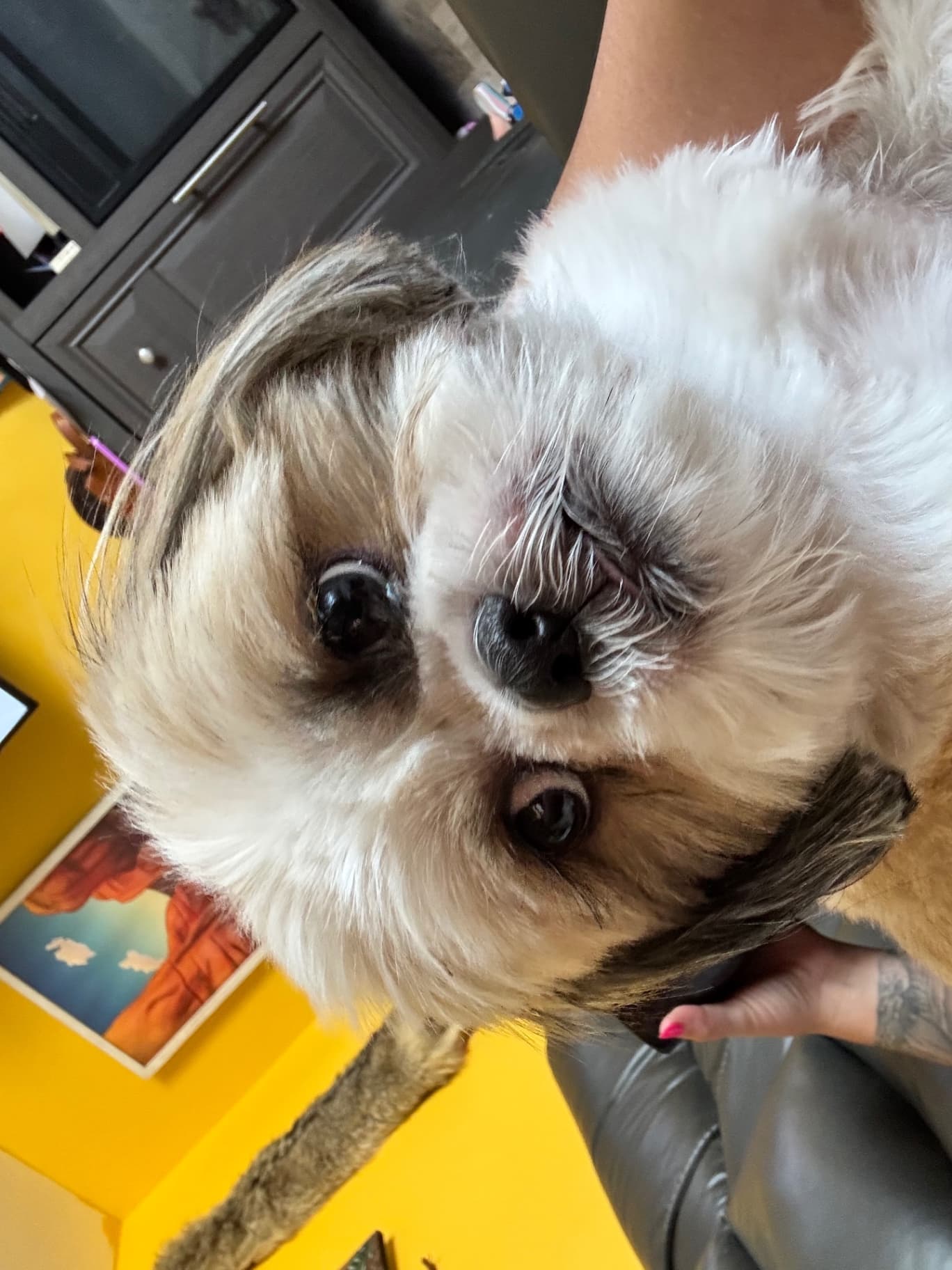 Poochii
