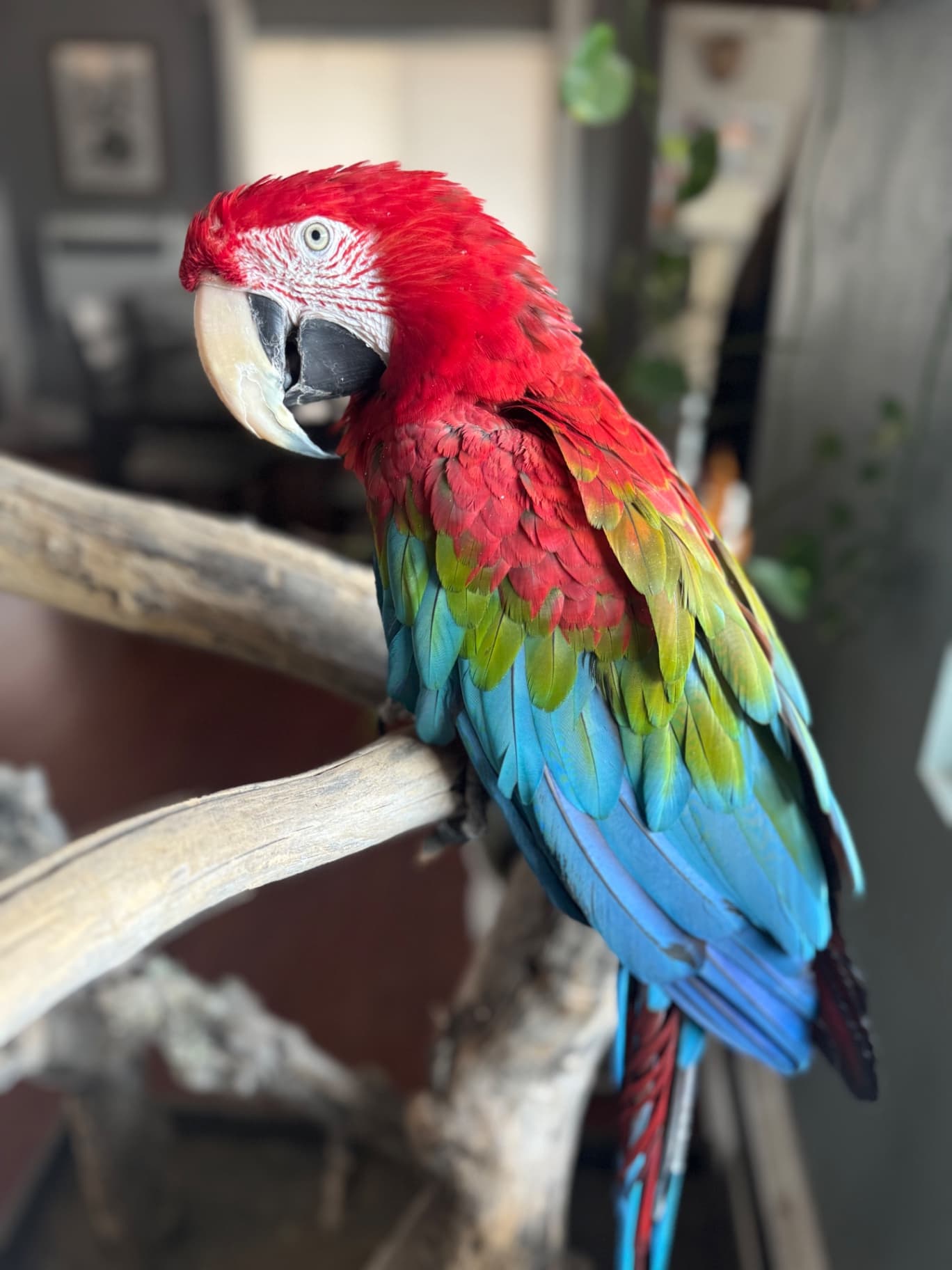Jack